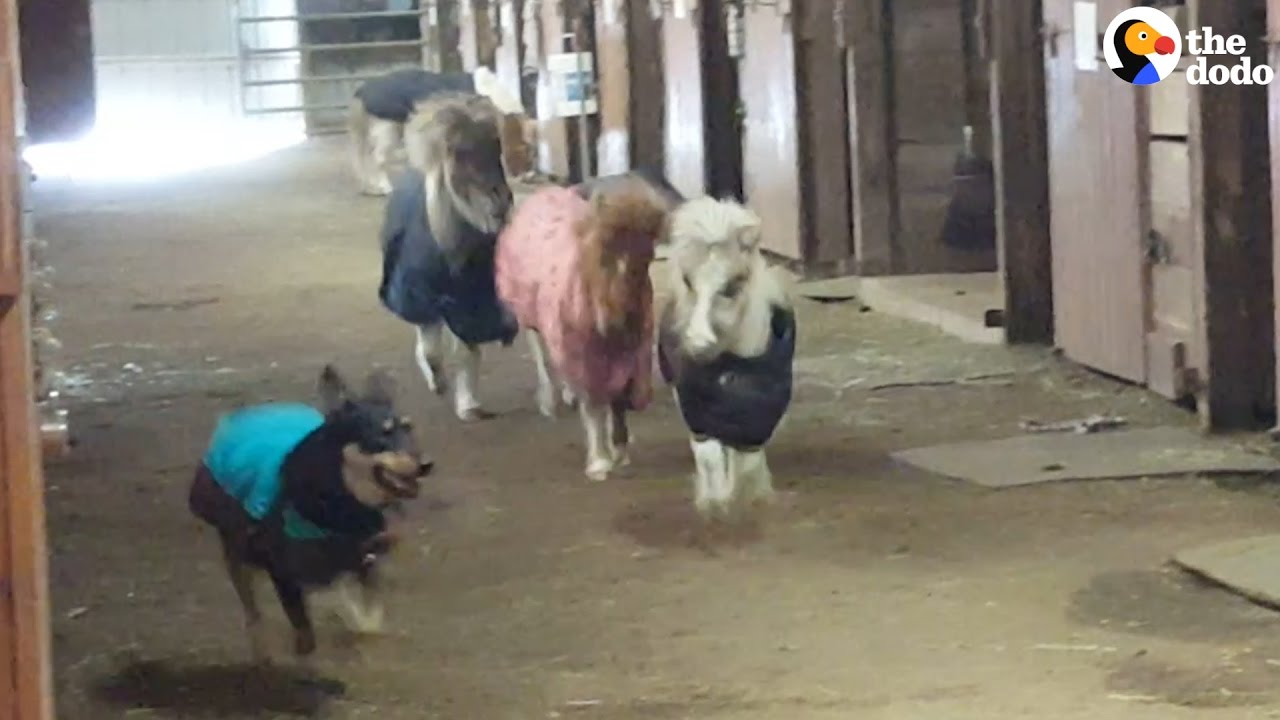 Dog Vs Mini Horses Stable Racing!